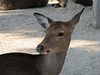 KateAndSteffen > Tame deer on Miyajima