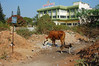 KateAndSteffen > Mysore