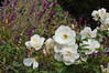 KateAndSteffen > DSC_3466ef