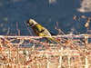 KateAndSteffen > Parrot in the vineyards near Cafayate