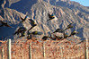 KateAndSteffen > Parrots in the vineyards near Cafayate