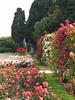 KateAndSteffen > Monastere de Cimiez rose gardens, Nice