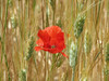KateAndSteffen > Southern France (May 2006) photo