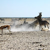 KateAndSteffen > Zebras