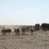 KateAndSteffen > The first elephants we saw @ Ozonjuitji m'Bari