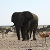 KateAndSteffen > An excited elephant! Can you see his fifth leg?