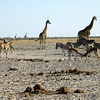 KateAndSteffen > Giraffes