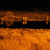 KateAndSteffen > Rhinos @ Okaukuejo waterhole at night