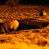 KateAndSteffen > Rhinos @ Okaukuejo waterhole at night