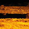 KateAndSteffen > Rhinos @ Okaukuejo waterhole at night (check out the the two in the upper left corner - they were fighting for several hours!)
