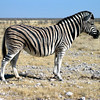 KateAndSteffen > Zebra