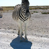 KateAndSteffen > Zebra