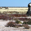 KateAndSteffen > Zebra