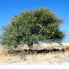 KateAndSteffen > Tree and...