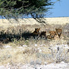 KateAndSteffen > Lion family