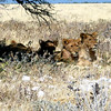 KateAndSteffen > Lion family