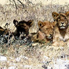 KateAndSteffen > Lion family