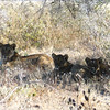 KateAndSteffen > Lion family