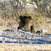 KateAndSteffen > Lion