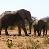 KateAndSteffen > Elephants