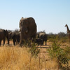 KateAndSteffen > Elephant family with Giraffe