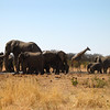 KateAndSteffen > Elephant family with Giraffe