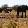 KateAndSteffen > Elephant skin care: First take a "shower" at the waterhole, than add sand