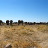 KateAndSteffen > Lots of elephants