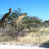 KateAndSteffen > Giraffes