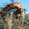 KateAndSteffen > Giraffe