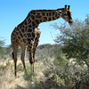 KateAndSteffen > Giraffe