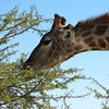 KateAndSteffen > Giraffe