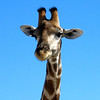 KateAndSteffen > Giraffe