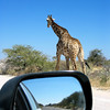 KateAndSteffen > Giraffe
