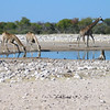 KateAndSteffen > Giraffes